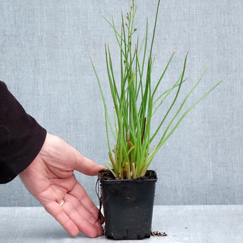 Esimerkki syksyllä toimitetusta Bulbine frutescens Hallmarck 8/9 cm taimiruukku-taimesta