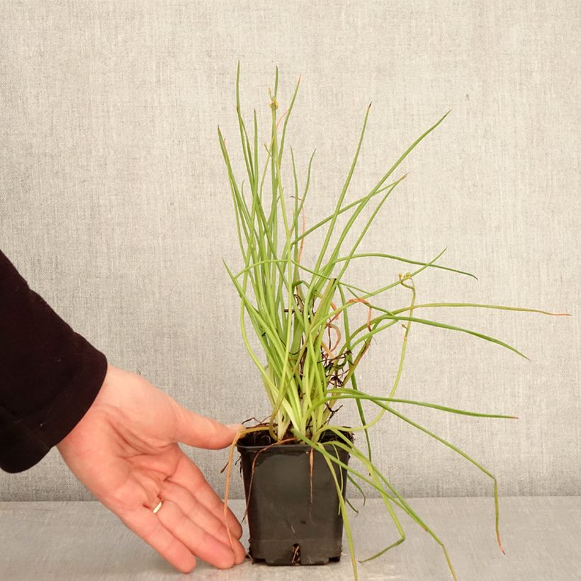 Esimerkki keväällä toimitetusta Bulbine frutescens Hallmarck Taimiruukku 8/9 cm-taimesta