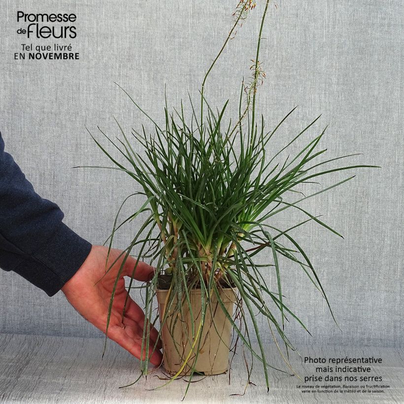 Esimerkki syksyllä toimitetusta Bulbine frutescens Hallmarck 1 litran / 1,5 litran ruukku-taimesta