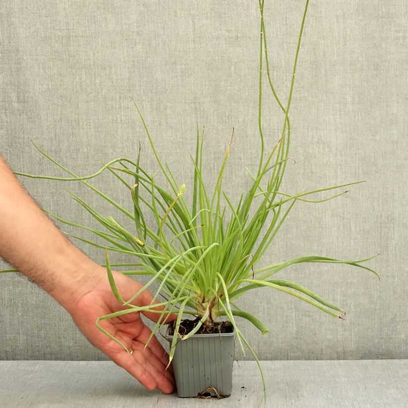Esimerkki kesällä toimitetusta Bulbine frutescens Medicus 8/9 cm taimiruukku-taimesta