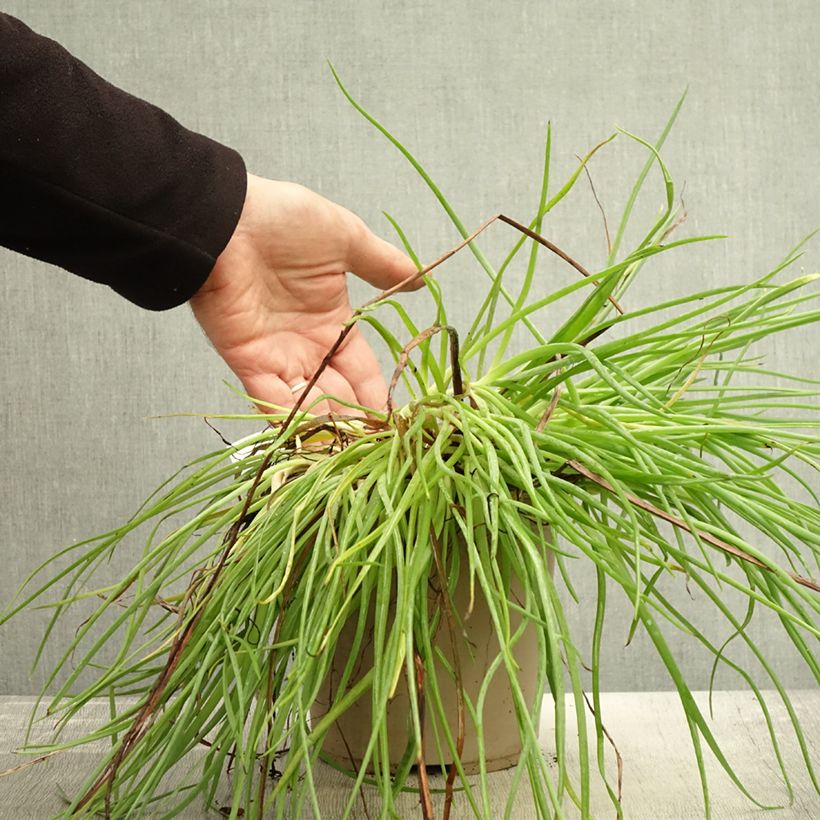 Esimerkki syksyllä toimitetusta Bulbine frutescens Medicus 3 litran/4 litran ruukku-taimesta