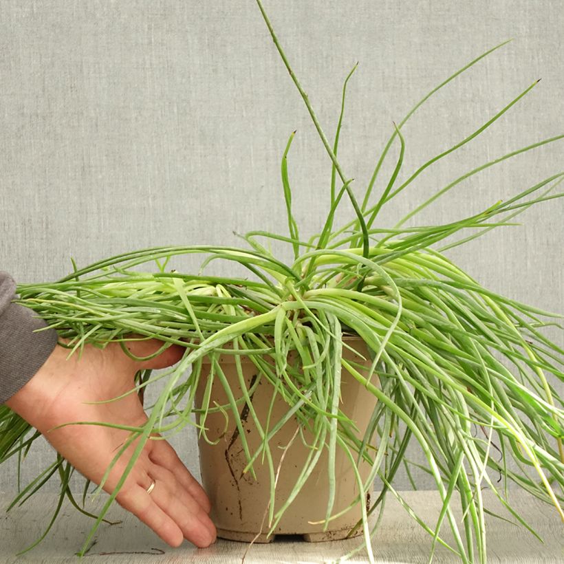 Esimerkki kesällä toimitetusta Bulbine frutescens Medicus 3 litran/4 litran ruukku-taimesta