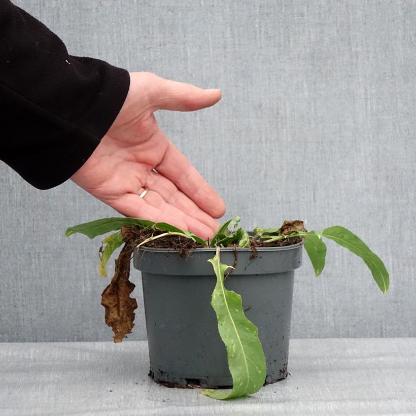 Esimerkki talvella toimitetusta Idänukonpalko - Bunias orientalis 1,5 litran / 2 litran kannu-taimesta