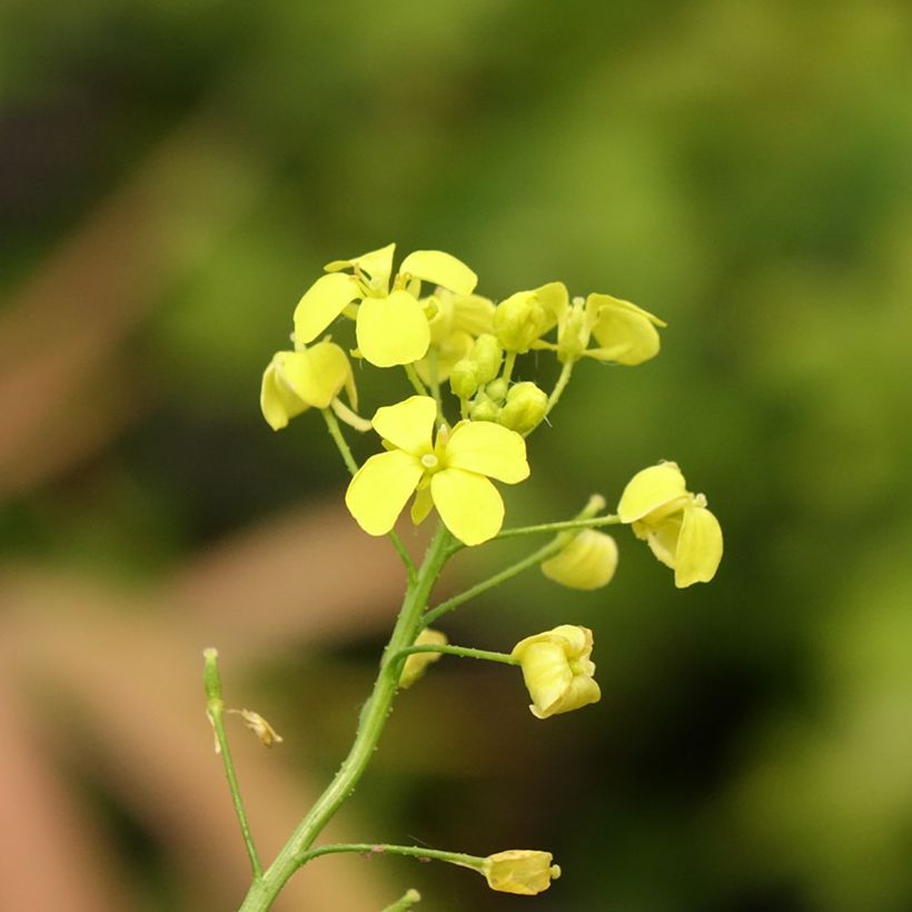 Idänukonpalko - Bunias orientalis (Kukinta)