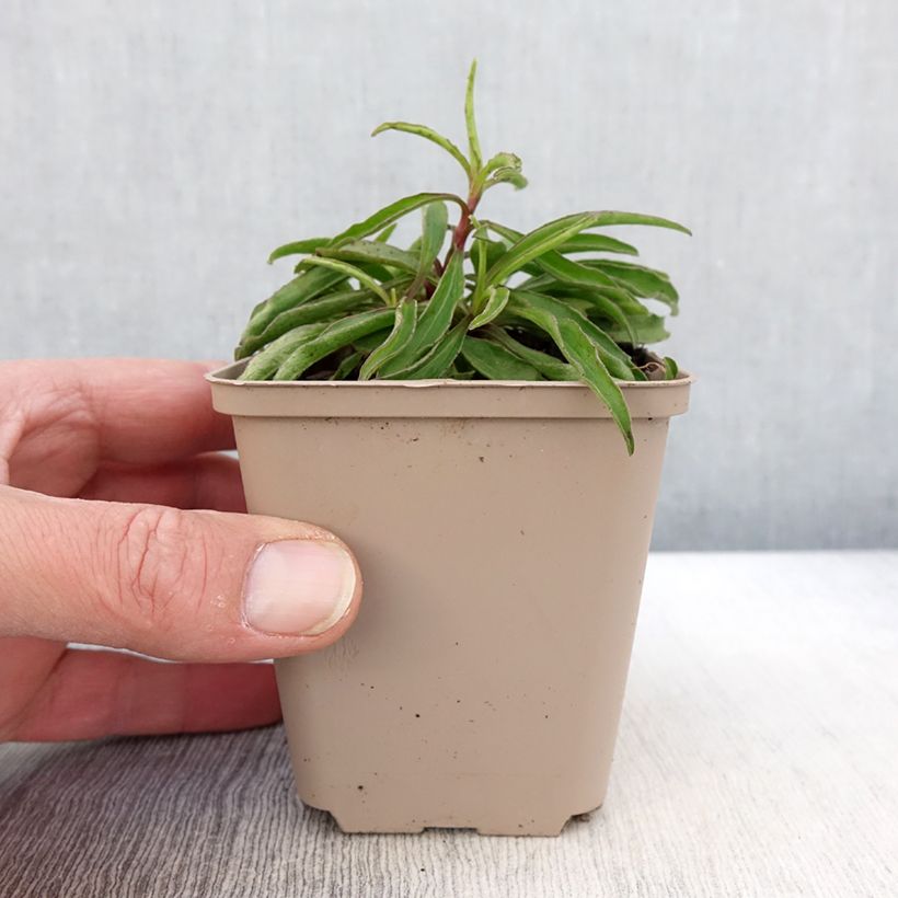 Esimerkki keväällä toimitetusta Sapelihäränkukka Alpen Gold Godet de 8/9 cm-taimesta