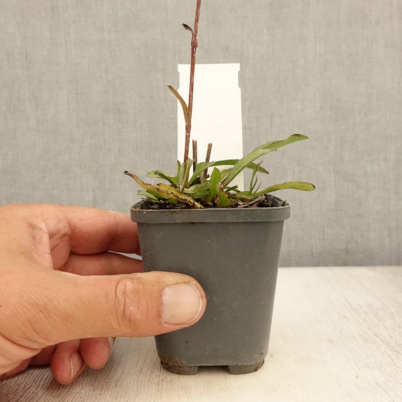 Esimerkki kesällä toimitetusta Sapelihäränkukka Dora Godet de 8/9 cm-taimesta