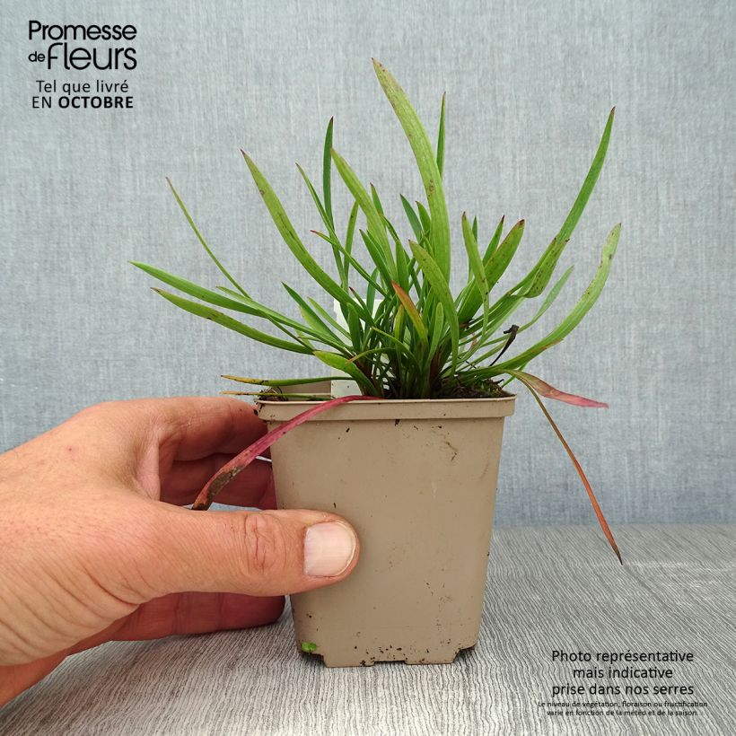 Esimerkki syksyllä toimitetusta Jänönputki - Bupleurum falcatum 8/9 cm taimiruukku-taimesta