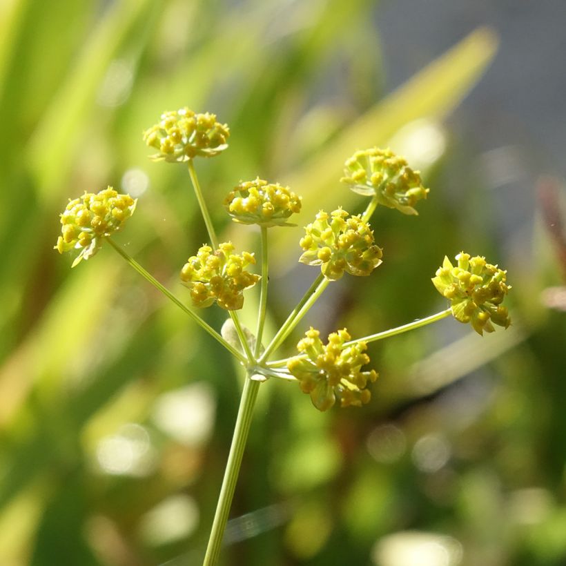 Jänönputki - Bupleurum falcatum (Kukinta)
