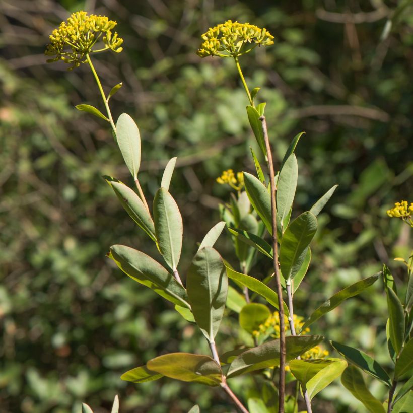 Pensasjänönputki - Bupleurum fruticosum (Lehvistö)