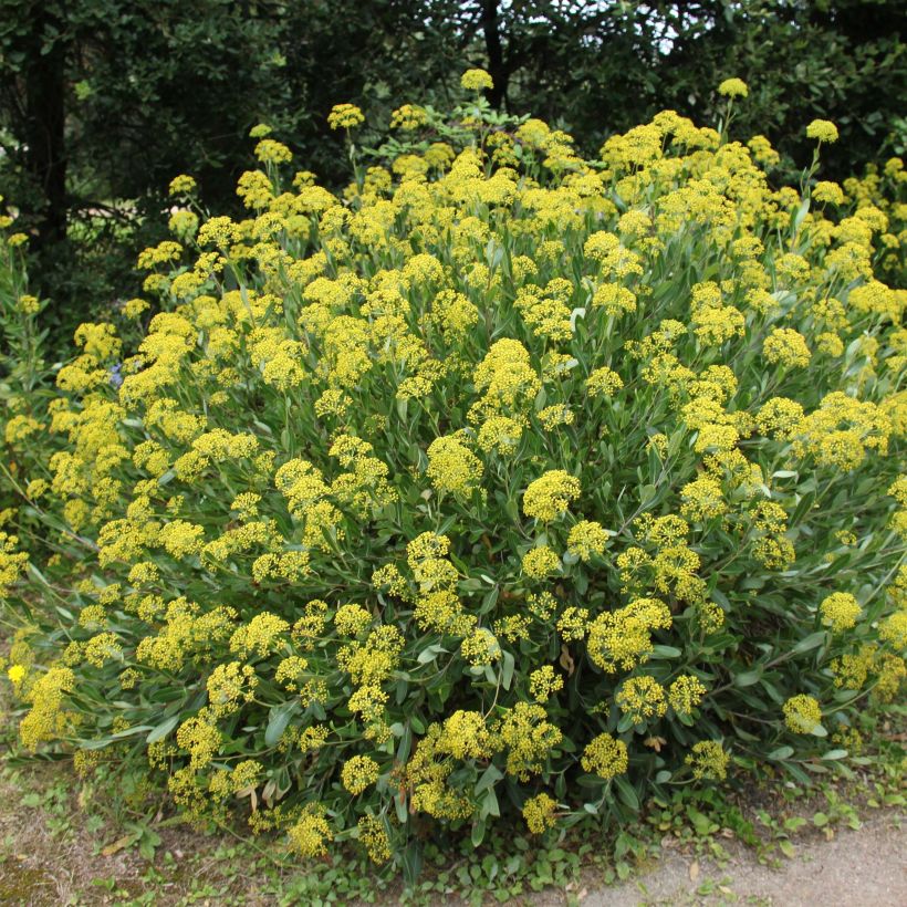 Pensasjänönputki - Bupleurum fruticosum (Kasvutapa)