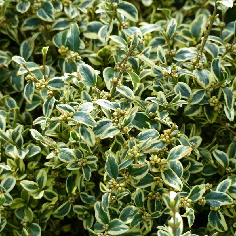 Isopuksipuu Elegans (Lehvistö)