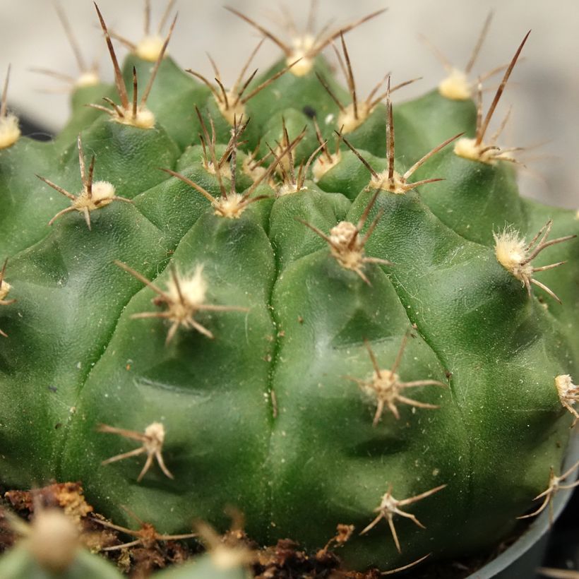 Gymnocalycium baldianum (Lehvistö)