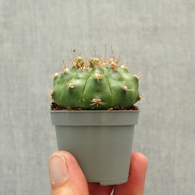 Esimerkki keväällä toimitetusta Gymnocalycium baldianum Minikasvi-taimesta