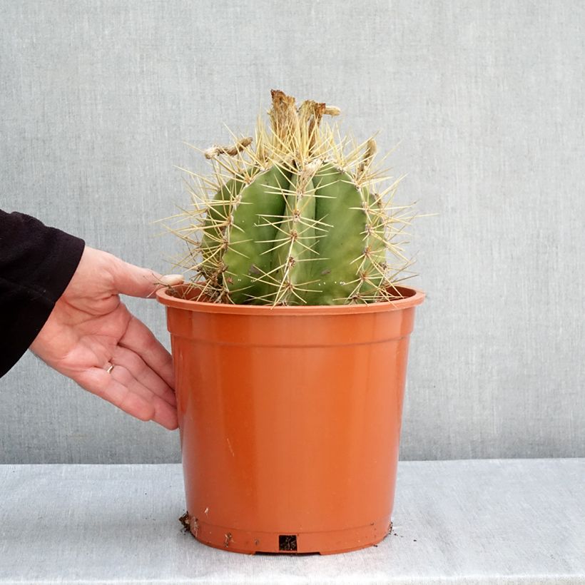 Esimerkki syksyllä toimitetusta Tähtipiispanhattu - Astrophytum ornatum 4 litran/5 litran ruukku-taimesta