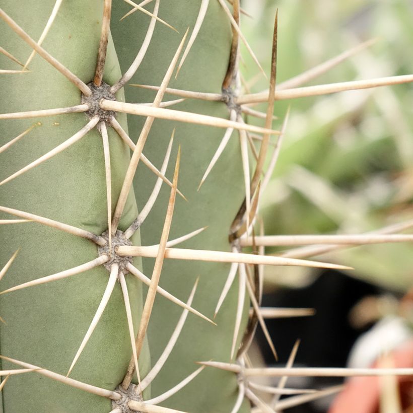 Pallokaktus - Echinopsis atacamensis subsp. pasacana (Lehvistö)