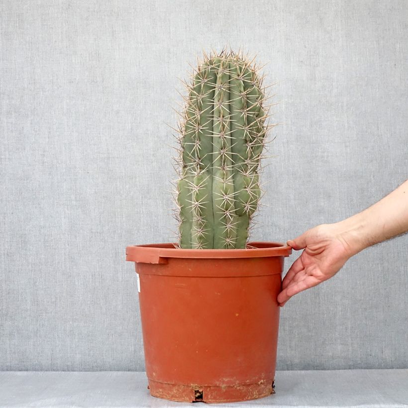 Esimerkki kesällä toimitetusta Pallokaktus - Echinopsis atacamensis subsp. pasacana 12 litran/15 litran ruukku-taimesta