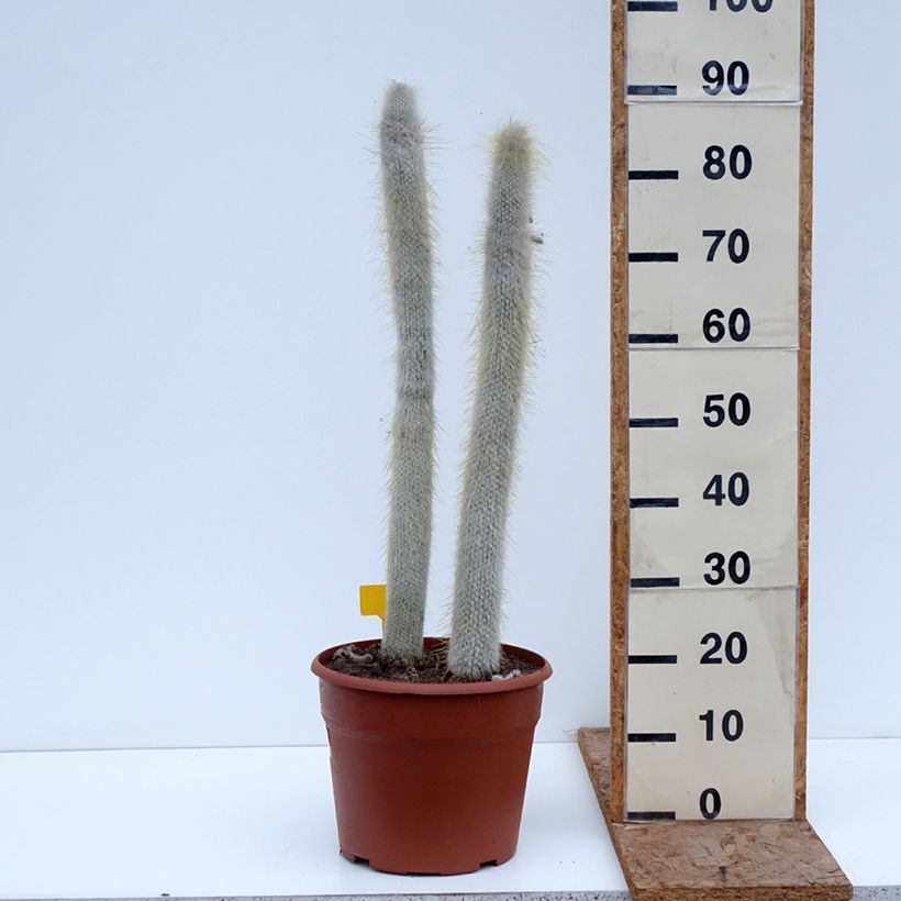 Esimerkki talvella toimitetusta Hopeapylväskaktus - Cleistocactus strausii 12 litran/15 litran ruukku-taimesta