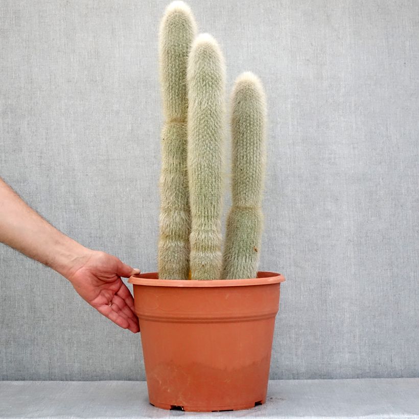 Esimerkki keväällä toimitetusta Hopeapylväskaktus - Cleistocactus strausii 12 litran/15 litran ruukku-taimesta
