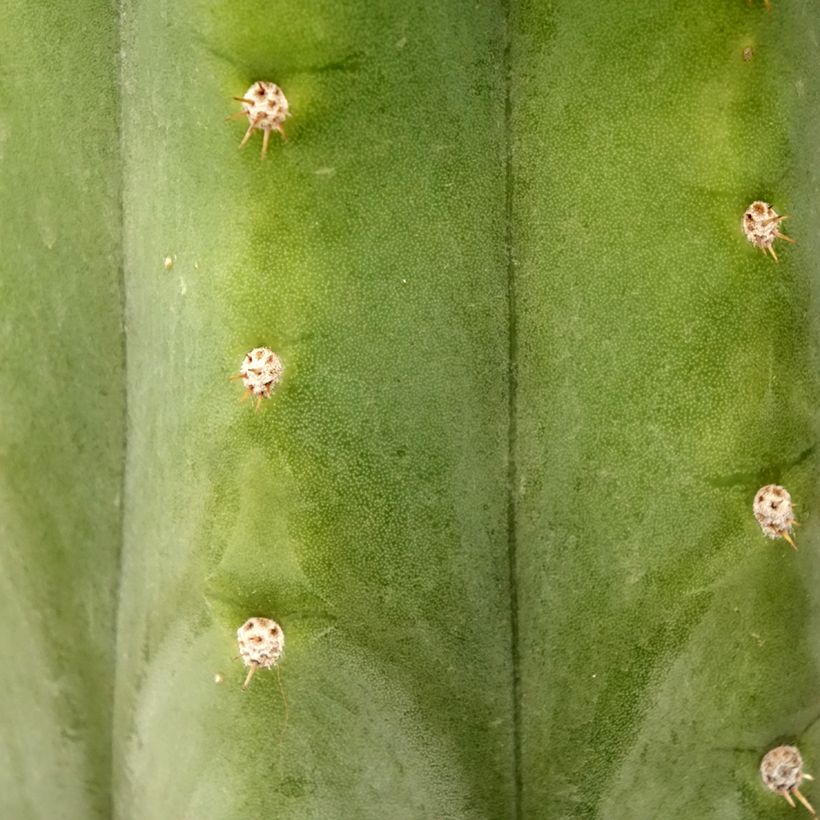 Kynttiläkaktus - Trichocereus pachanoi (Lehvistö)