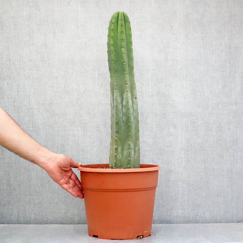 Esimerkki kesällä toimitetusta Kynttiläkaktus - Trichocereus pachanoi 12 litran/15 litran ruukku-taimesta
