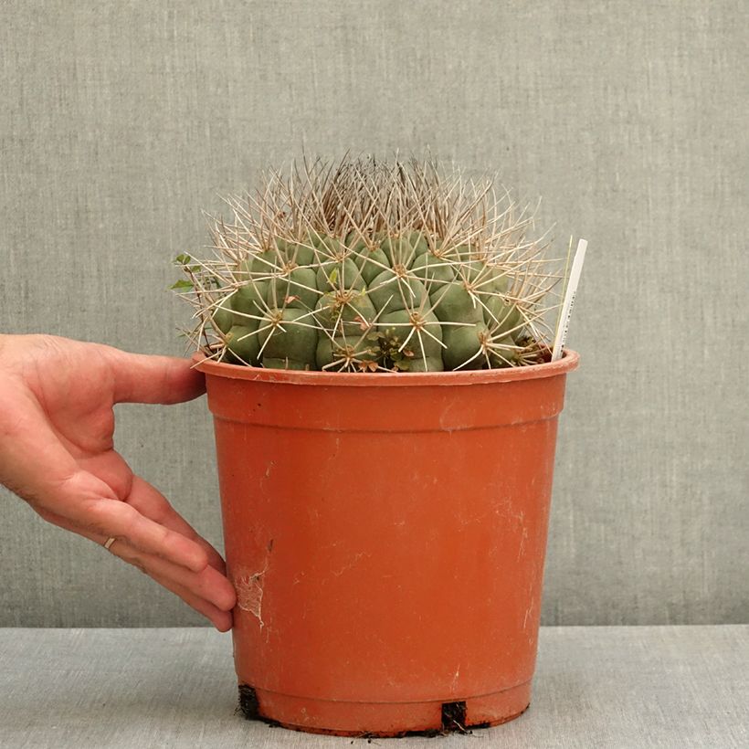 Esimerkki kesällä toimitetusta Gymnocalycium saglionis 4 litran/5 litran ruukku-taimesta