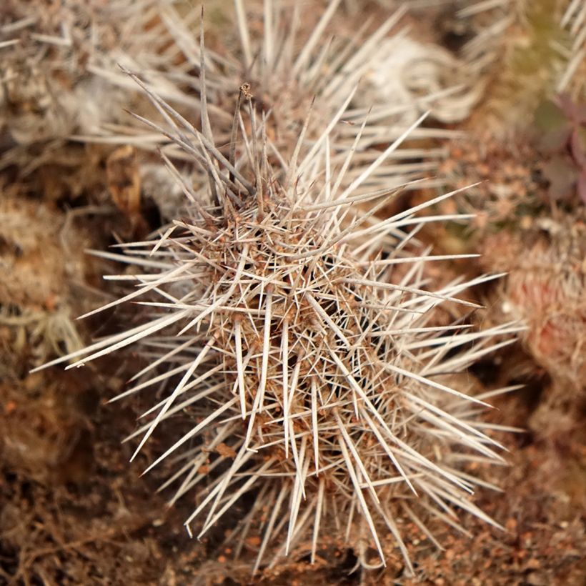 Lobivia cardenasiana (Lehvistö)