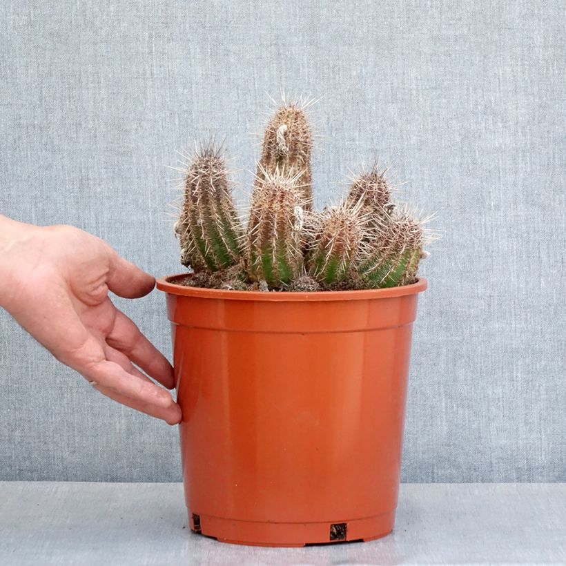 Esimerkki keväällä toimitetusta Cactus - Lobivia cardenasiana Pot de 4L/5L, 18/20 diamètre-taimesta