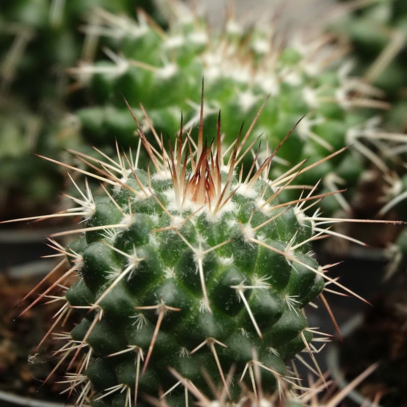 Syyläkaktus - Mammillaria baxteriana (Lehvistö)