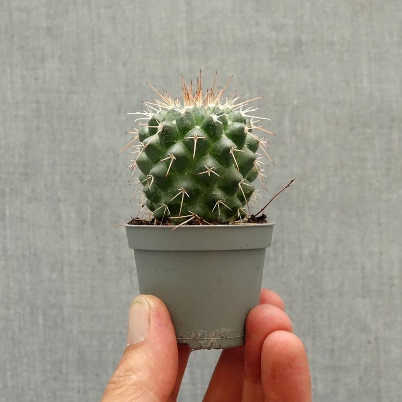 Esimerkki keväällä toimitetusta Syyläkaktus - Mammillaria baxteriana Minikasvi-taimesta