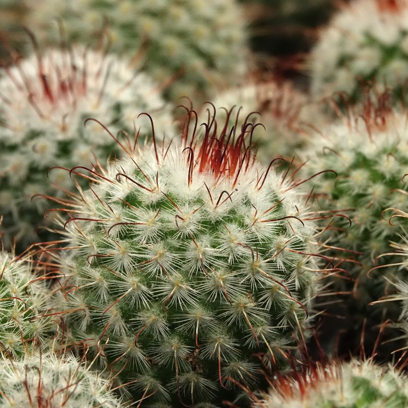 Syyläkaktus - Mammillaria bombycina (Lehvistö)