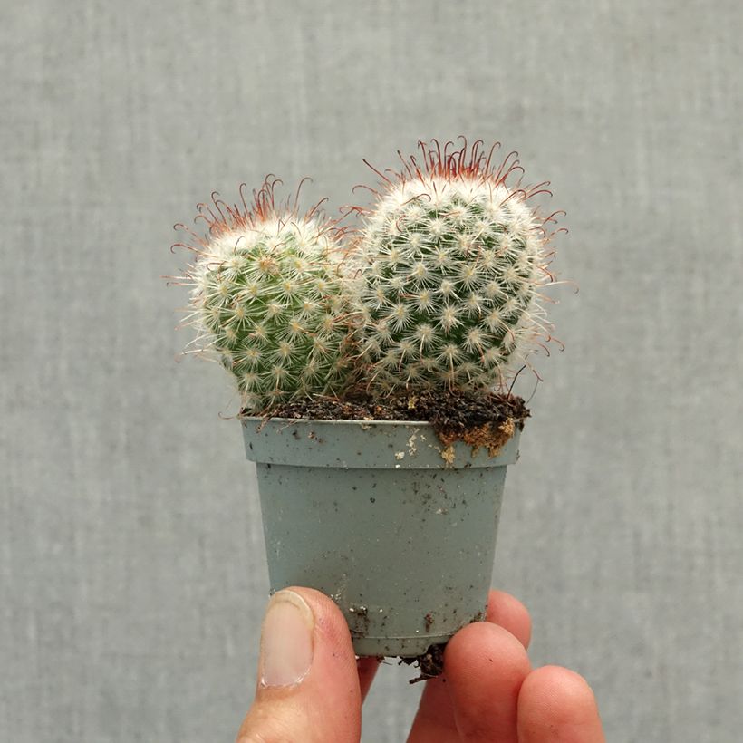 Esimerkki keväällä toimitetusta Syyläkaktus - Mammillaria bombycina Minikasvi-taimesta