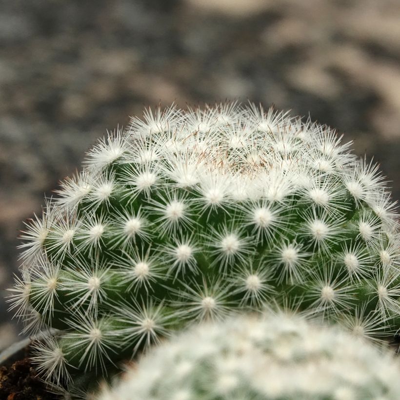 Syyläkaktus - Mammillaria candida (Lehvistö)