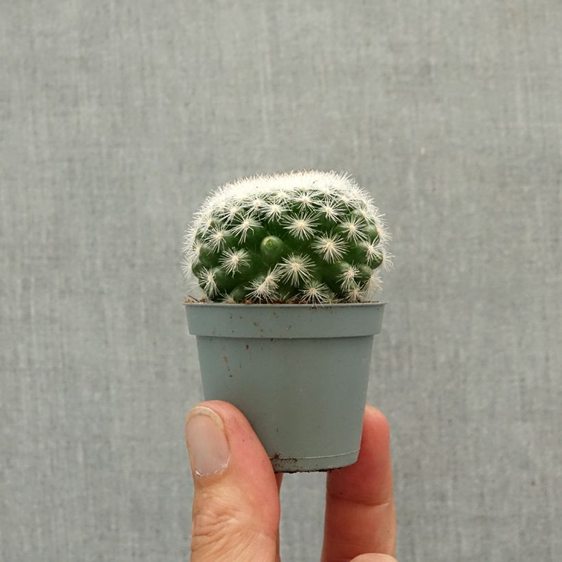 Esimerkki keväällä toimitetusta Syyläkaktus - Mammillaria candida Minikasvi-taimesta