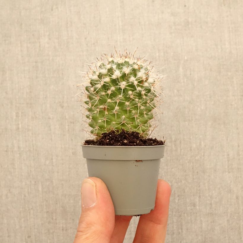 Esimerkki keväällä toimitetusta Syyläkaktus - Mammillaria compressa Minikasvi-taimesta
