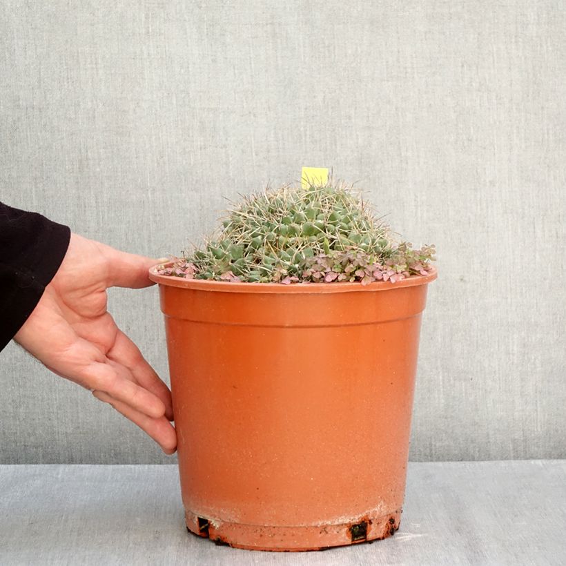 Esimerkki syksyllä toimitetusta Syyläkaktus - Mammillaria compressa 4 litran/5 litran ruukku-taimesta