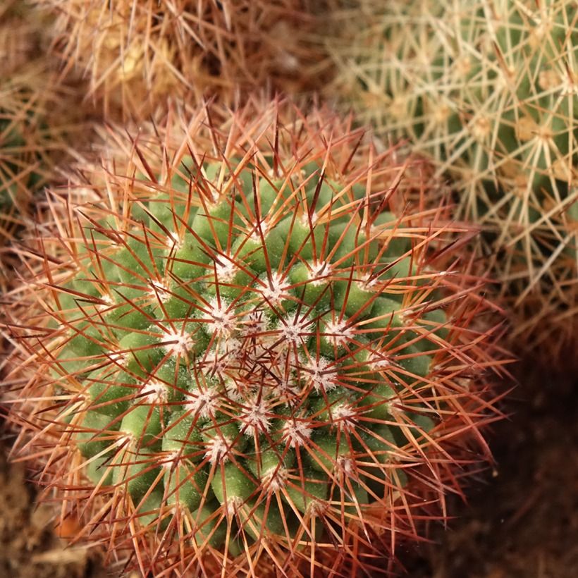 Syyläkaktus - Mammillaria ernestii var. rubrispina (Lehvistö)