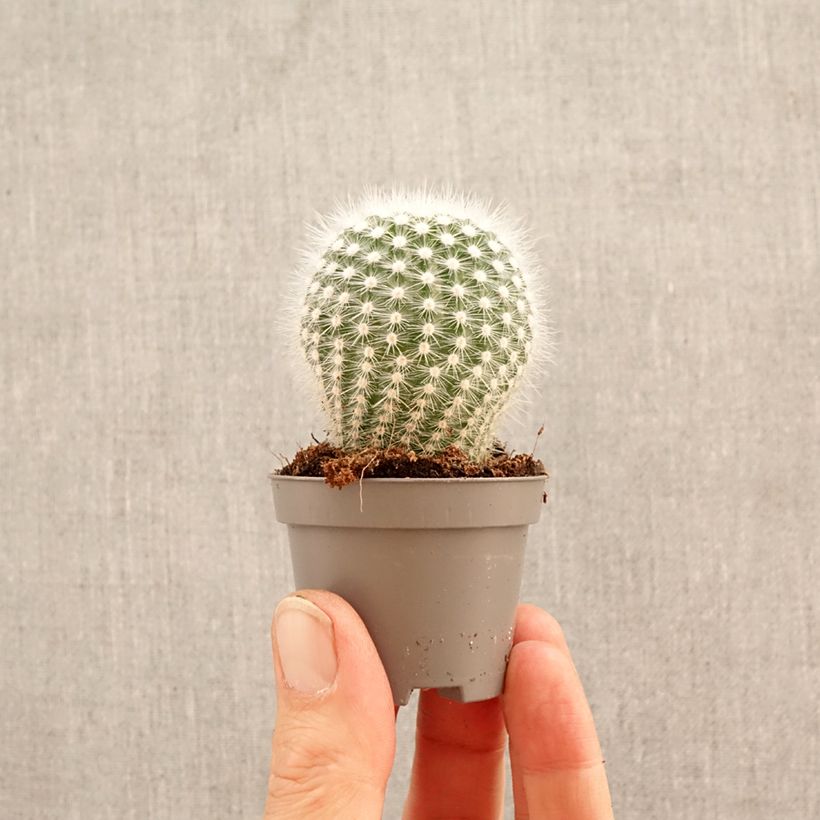 Esimerkki keväällä toimitetusta Syyläkaktus - Mammillaria hahniana Minikasvi-taimesta
