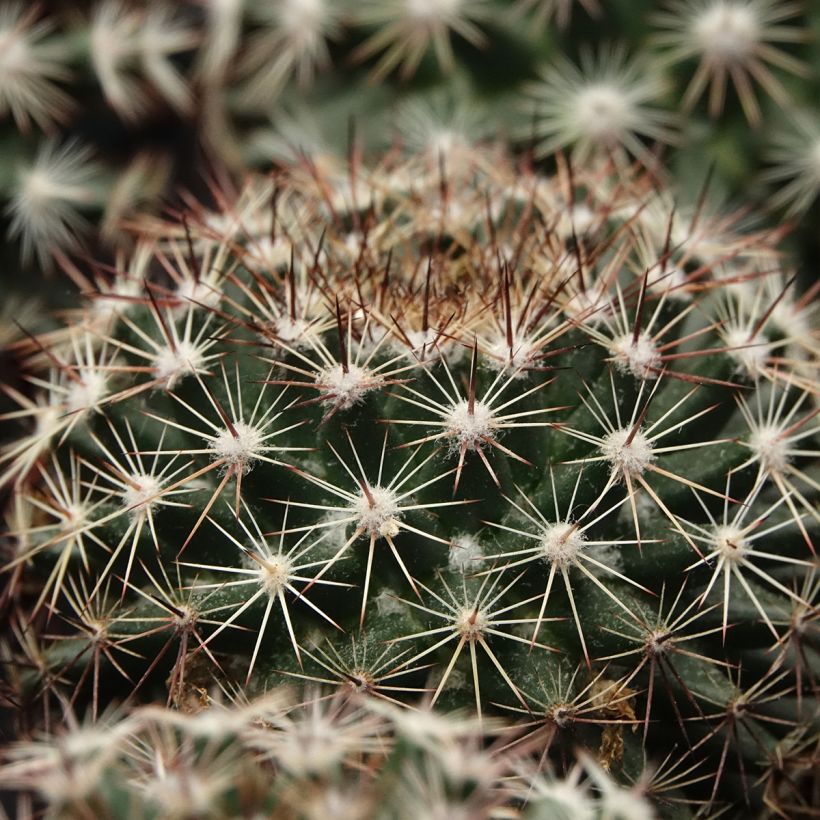 Cactus - Mammillaria heyderi (Lehvistö)