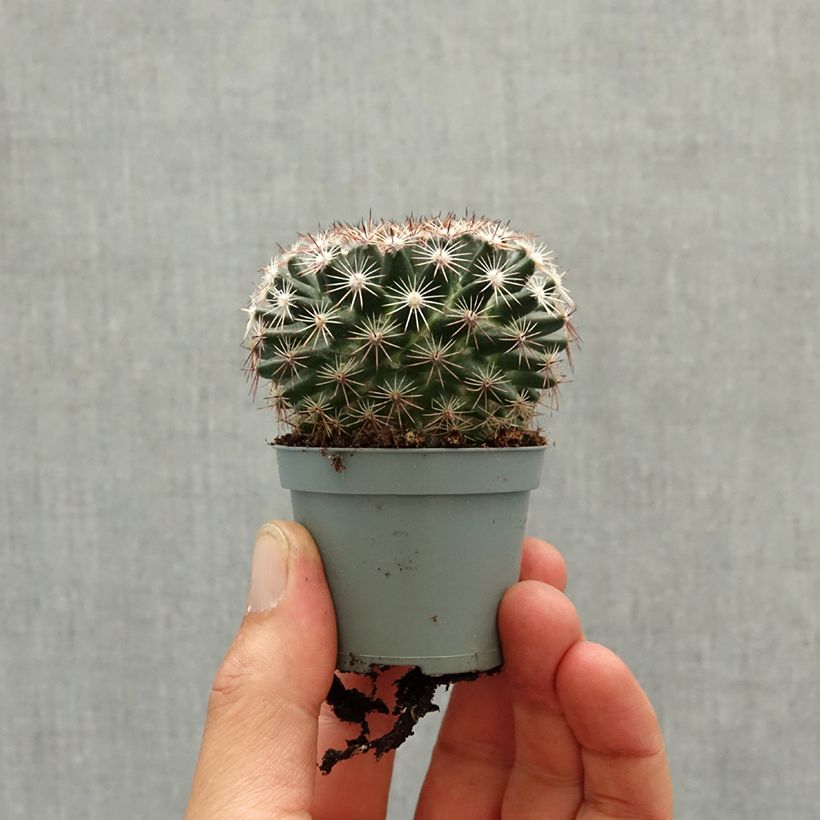Esimerkki keväällä toimitetusta Cactus - Mammillaria heyderi Mini-plante-taimesta