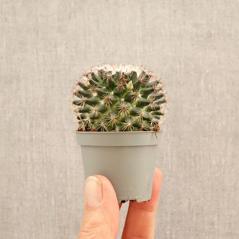 Esimerkki keväällä toimitetusta Syyläkaktus - Mammillaria marksiana Minikasvi-taimesta
