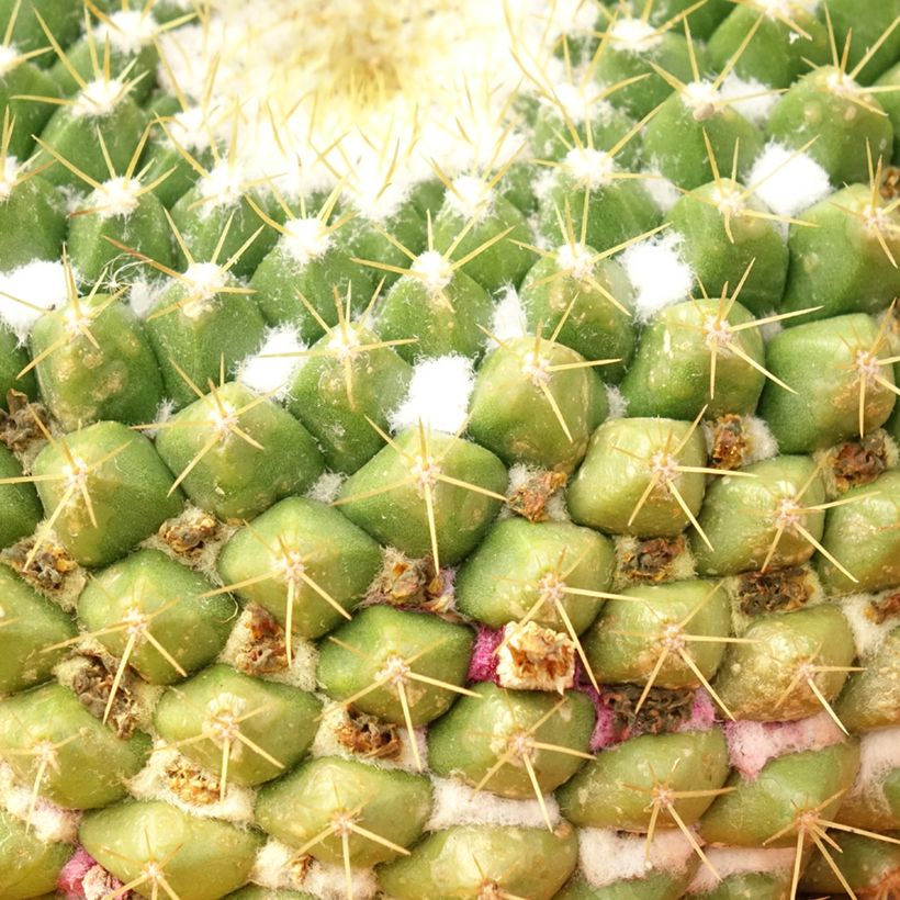Syyläkaktus - Mammillaria marksiana (Lehvistö)