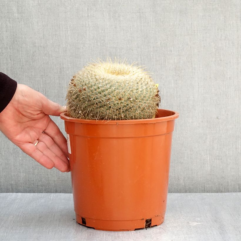 Esimerkki syksyllä toimitetusta Syyläkaktus - Mammillaria muehlenpfordtii 4 litran/5 litran ruukku-taimesta