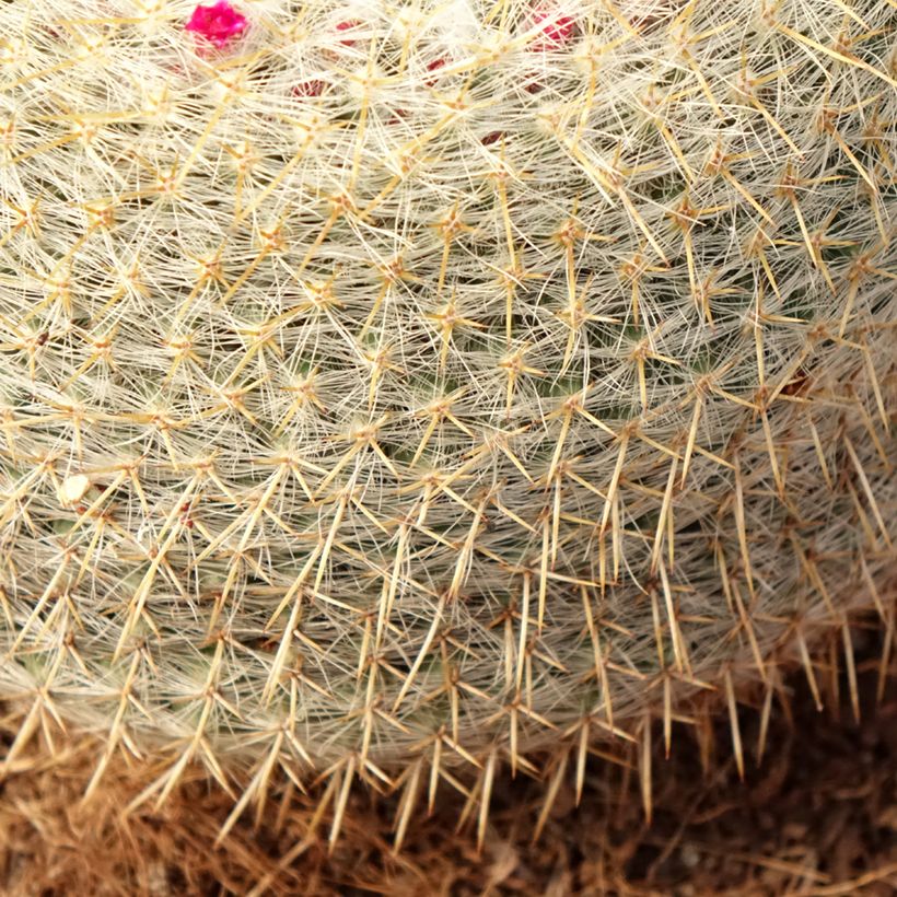Syyläkaktus - Mammillaria muehlenpfordtii (Lehvistö)