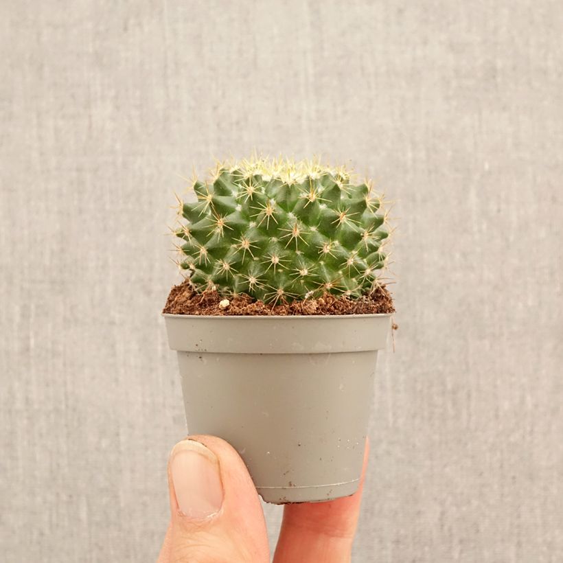 Esimerkki keväällä toimitetusta Syyläkaktus - Mammillaria rhodantha subsp. pringlei Minikasvi-taimesta