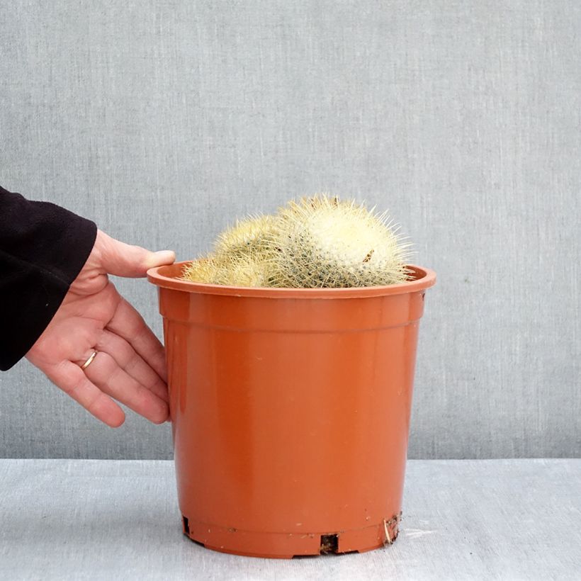 Esimerkki syksyllä toimitetusta Syyläkaktus - Mammillaria rhodantha subsp. pringlei 4 litran/5 litran ruukku-taimesta