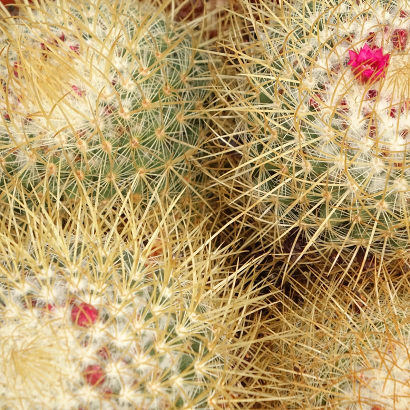Syyläkaktus - Mammillaria rhodantha subsp. pringlei (Lehvistö)