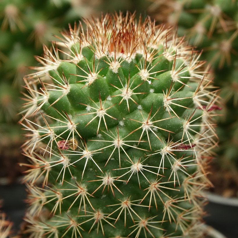 Syyläkaktus - Mammillaria ruestii (Lehvistö)