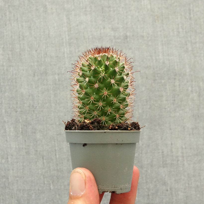 Esimerkki keväällä toimitetusta Syyläkaktus - Mammillaria ruestii Minikasvi-taimesta