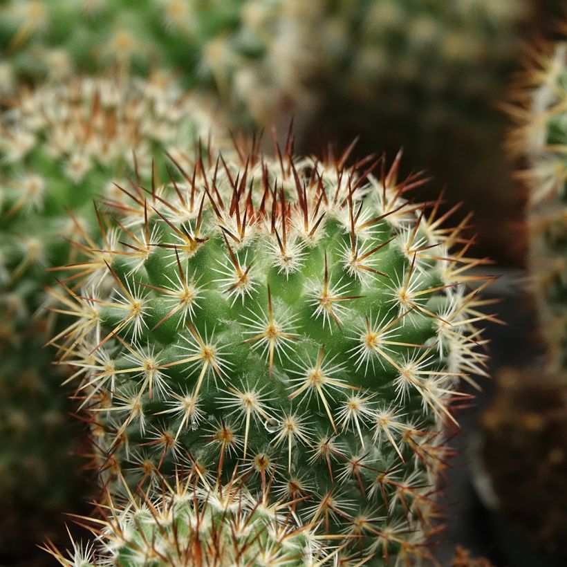 Syyläkaktus - Mammillaria spinosissima f. rubrispina (Lehvistö)
