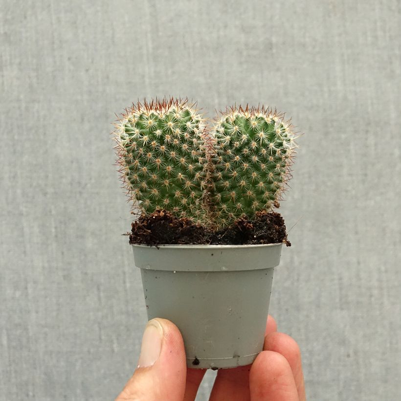 Esimerkki keväällä toimitetusta Syyläkaktus - Mammillaria spinosissima f. rubrispina Minikasvi-taimesta